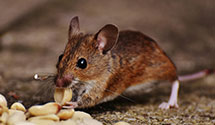 24 Hour & Emergency Exterminators in Queens Village, NY